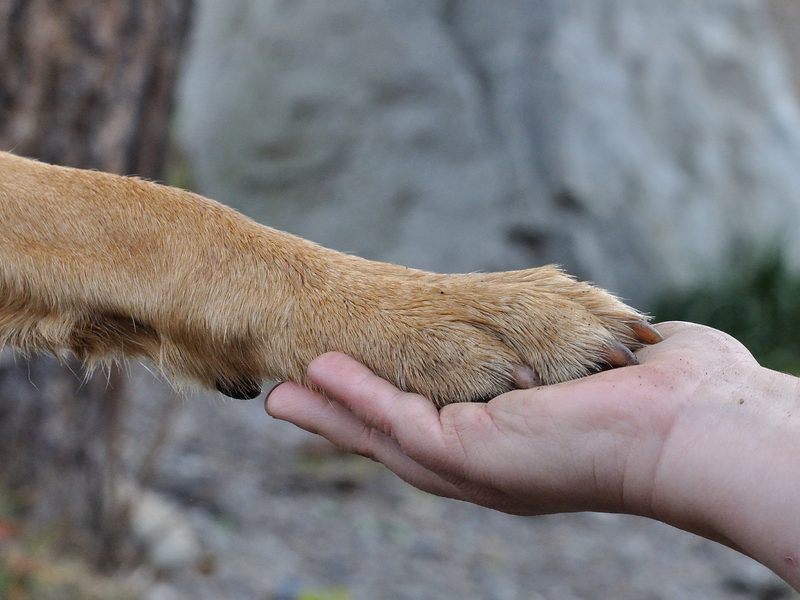 Eine menschliche Hand hält sanft eine Hundepfote.
