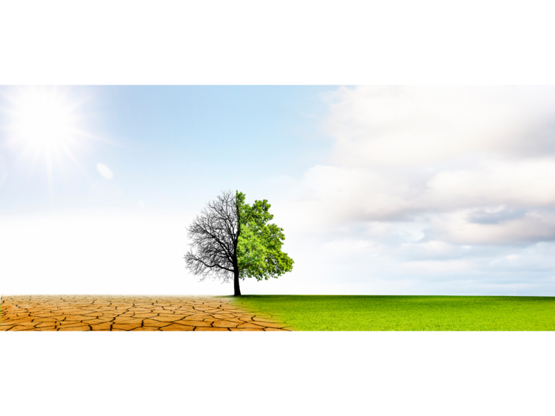 Ein Baum steht in der Mitte eines Bildes, mit einer trockenen, rissigen Landschaft und Sonnenschein auf der linken Seite und grünem Gras sowie bewölktem Himmel auf der rechten Seite.