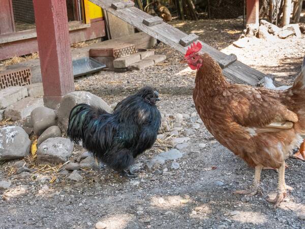 Ein schwarzes Huhn und ein braunes Huhn stehen sich auf einem Bauernhof gegenüber.